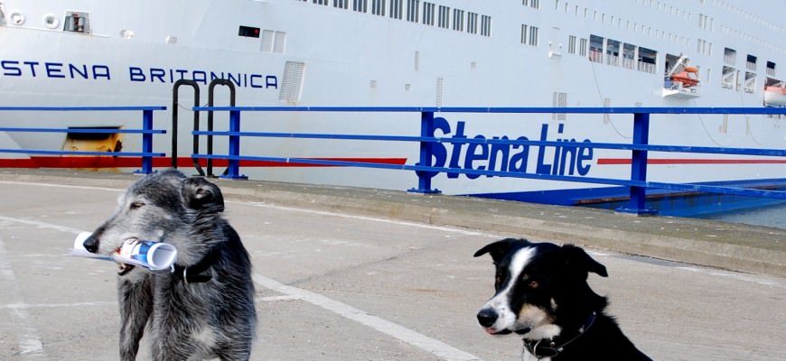 Pets travelling with Stena Line