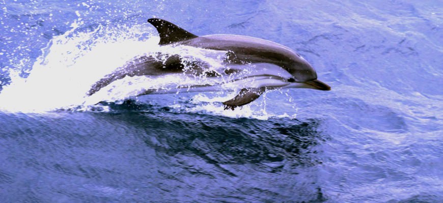 Dolphin in the North Sea