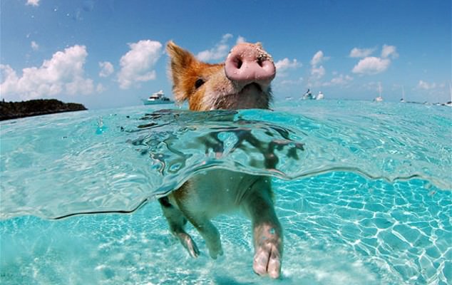 Pigs might swim