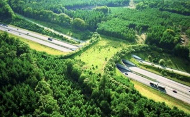 Wildlife bridge in Holland