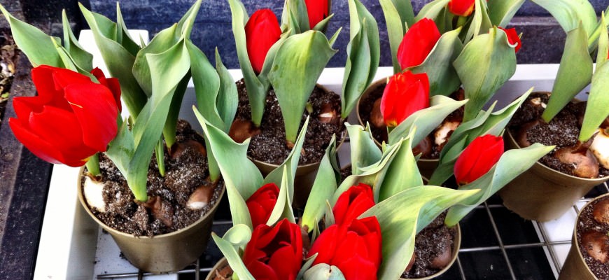 tulips