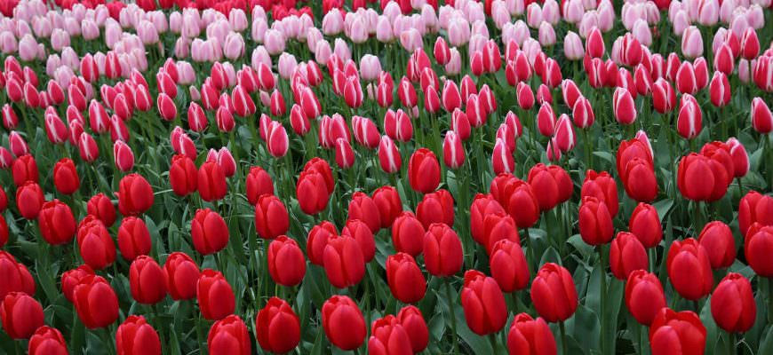 Keukenhof gardens in bloom in spring in Holland