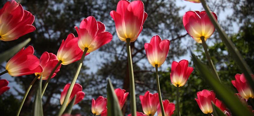 Tulips in Holland